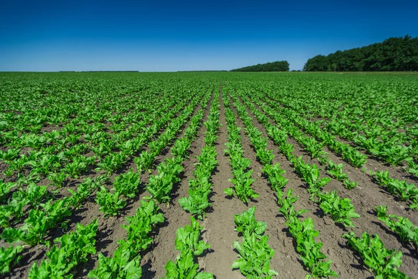 Sugar Beet Field — Stock Photo, Image