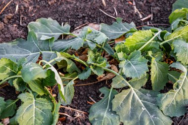 İlkbaharda kış kolza tohumu filizleri