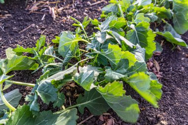 Sonbaharda genç kış kolza tohumu bitkileri.