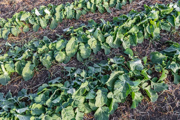 Rækker Unge Vinterrapsfrø Planter Efteråret - Stock-foto