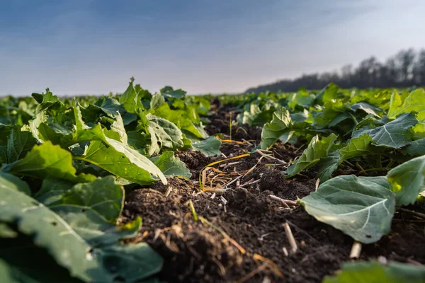 Rows Young Winter Rapeseed Plants Autumn — Stock Photo, Image