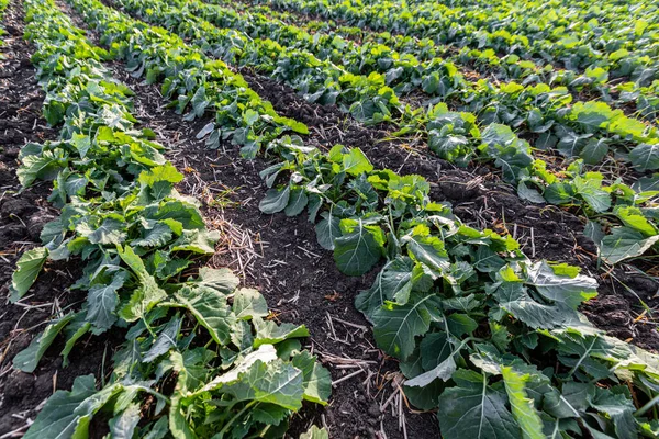 Rows Young Winter Rapeseed Plants Autumn — Stock Photo, Image