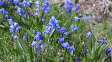 Mavi scilla (Scilla siberica) bahçede çiçek açıyor