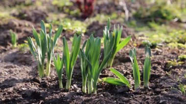 Sulama kabından bitki sulamak.