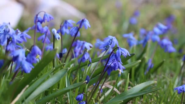 Scilla Blu Scilla Siberica Fioritura Giardino — Video Stock