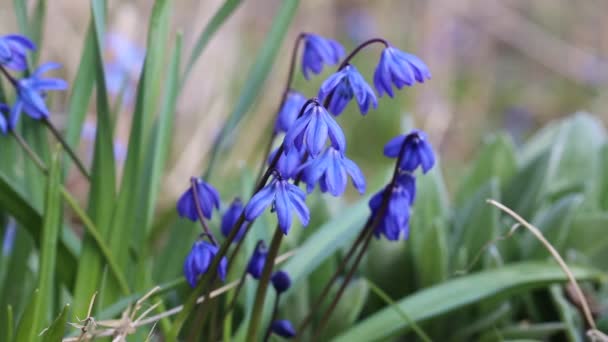 Scilla Blu Scilla Siberica Fioritura Giardino — Video Stock