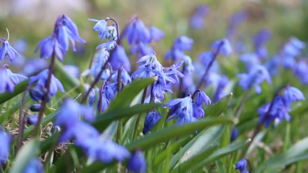 庭に咲く青いシラ シベリカ — ストック動画