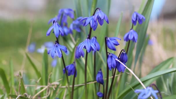 Scilla Blu Scilla Siberica Fioritura Giardino — Video Stock