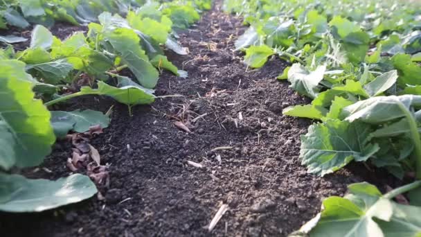 Hermoso Campo Con Filas Plantas Jóvenes Colza Invierno Otoño Antes — Vídeo de stock