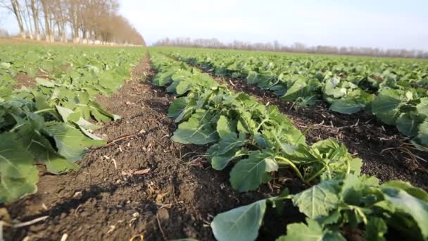 Hermoso Campo Con Filas Plantas Jóvenes Colza Invierno Otoño Antes — Vídeo de stock