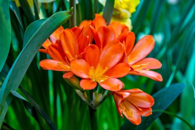 parlak turuncu Clivia minyatür Natal Bush Kaffir zambak demeti buketi