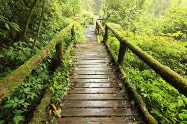 Ahşap yolu, Doi Inthanon Milli Parkı Chiangmai