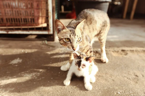 母猫和小猫的复古风格 — 图库照片