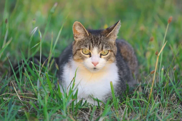国内的猫坐在草地上 — 图库照片