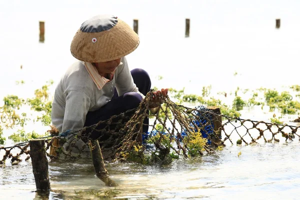 Фермер собирает плантации водорослей — стоковое фото