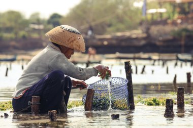 Çiftçi toplama deniz yosunu
