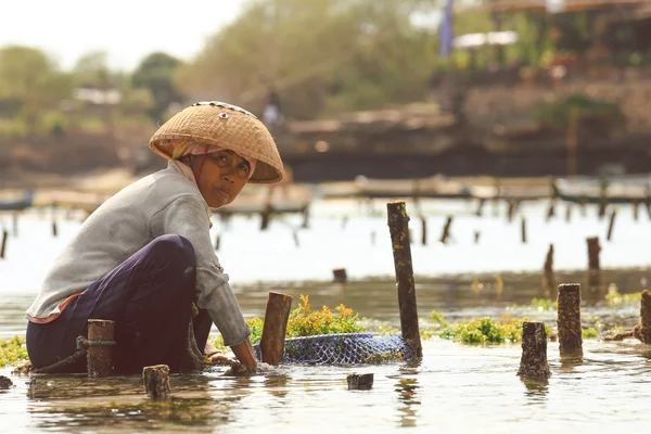 Фермер собирает водоросли — стоковое фото