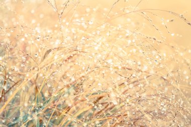 Çiğ doğa arka plan için çimenlerin üzerinde bulanık 