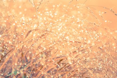 Çiğ doğa arka plan için çimenlerin üzerinde bulanık 