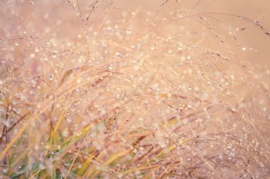 Çiğ doğa arka plan için çimenlerin üzerinde bulanık 