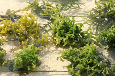 Bali bir deniz yosunu çiftlikte yeşil yosun