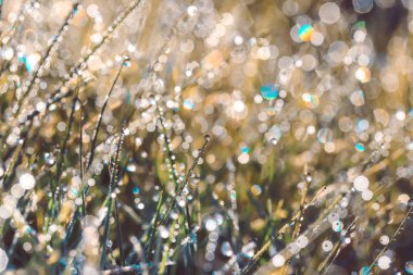 Çiğ çimen'ın bıçaklar doğa arka plan için gündoğumu sırasında üzerinde