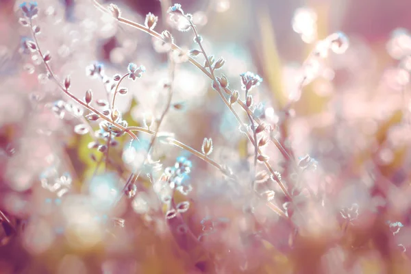Hermosas flores silvestres, imagen borrosa con bokeh y luz de la mañana —  Fotos de Stock