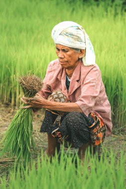 Yaşlı kadın çiftçi hazırlanıyor pirinç pirinç alanında lahanası 