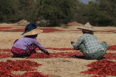 Alacak kişi serin bir alanda Bagan, Myanmar, Kuru