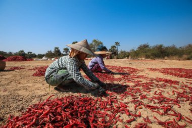 Alacak kişi serin bir alanda Bagan, Myanmar, Kuru