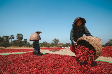 Alacak kişi serin bir alanda Bagan, Myanmar, Kuru