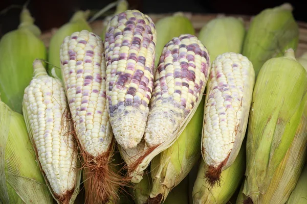 Sweet corn with some ears husked