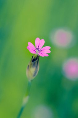 Tahıl doku ile portre küçük pembe çiçek 