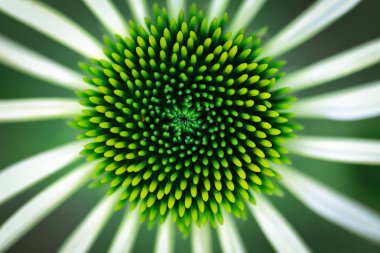 Yeşil yaprakları aster veya pembe dahlia çiçeği tahıl doku ile kapatmak