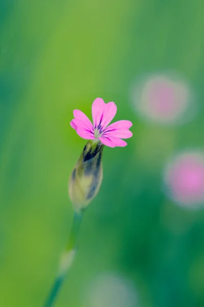 Primer plano pequeña flor rosa con textura de grano —  Fotos de Stock