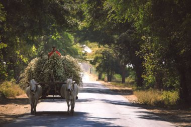 Birman kırsal adam saman ile ahşap sepeti iki beyaz Texas'ın tarafından çizilen yolda sürüş