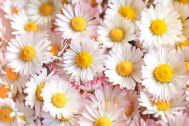  Papatya çiçekler doğa arka planı için