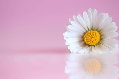  Papatya çiçekler doğa arka planı için