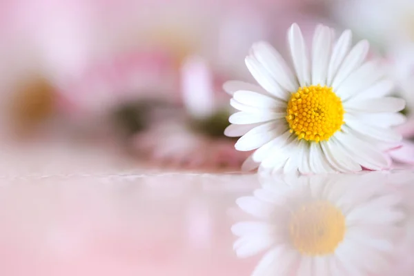 Daisy flowers  for nature background — Stock Photo, Image