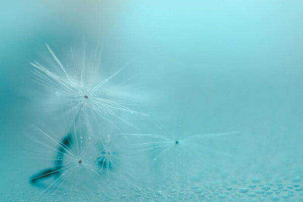 Soft focus of Dandelion seeds