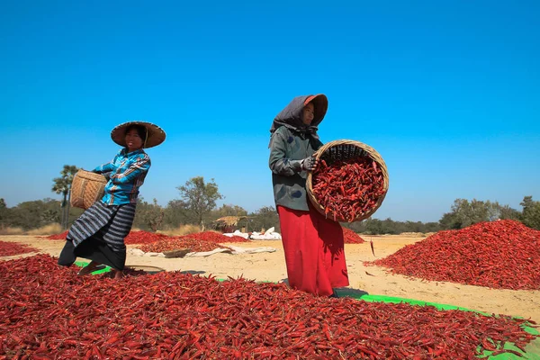 People picking up dry chilly on a field in Bagan, Myanmar — Stock Photo, Image