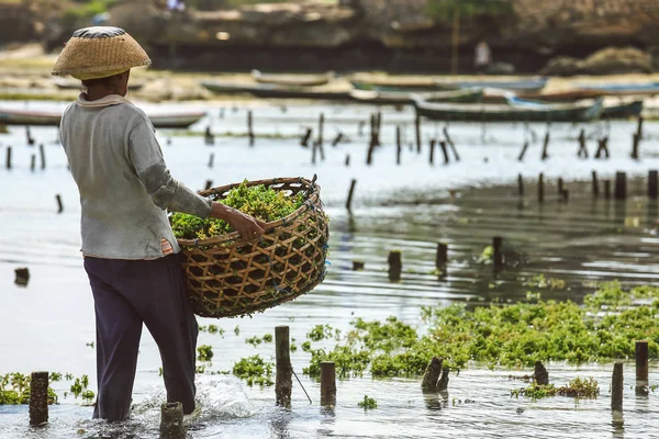 Фермер собирает водоросли — стоковое фото