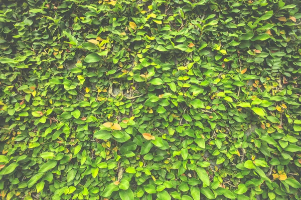 Hojas verdes pared como fondo o fondo de pantalla — Foto de Stock