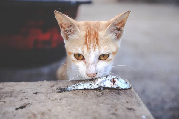 可爱的小猫吃一点生鱼 — 图库照片