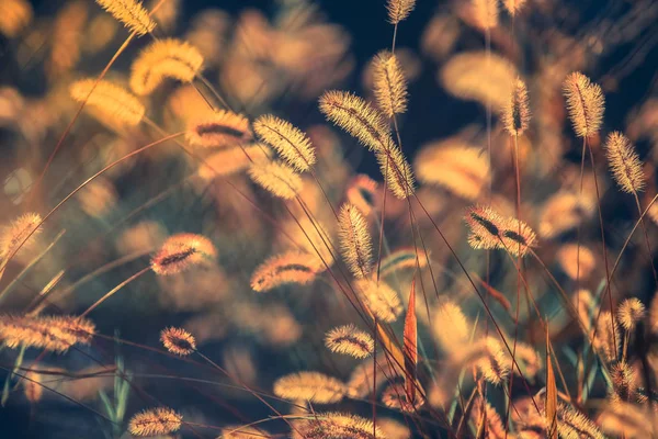 Gün batımında alanındaki yabani otlar. Vintage tarzı 