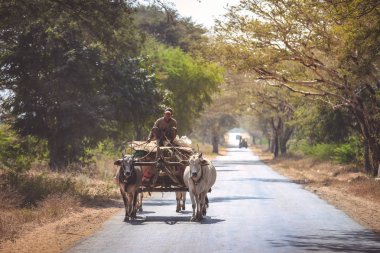 Birman kırsal adam saman ile ahşap sepeti sürüş