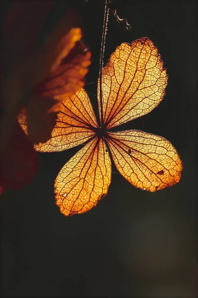 Selective Focus Petal Dry Hydrangea Flower Nature Green Background — Stock Photo, Image