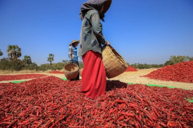 Bagan, Myanmar - Fabruary 3, 2017: insanlar kuru biber Bagan, Myanmar alan tespit