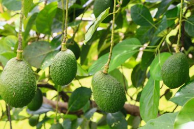 Demet taze avokado bir Avokado ağacı dalı güneşli Bahçe olgunlaşma