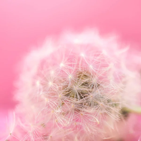 Selective Focus Dandelion Seeds Nature Background — Stock Photo, Image